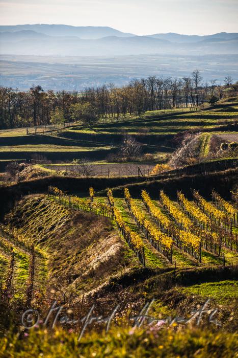 terraced wineyards in autumnally colours