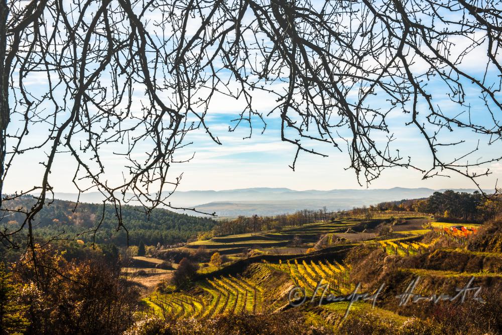 terraced wineyards in autumnally colours