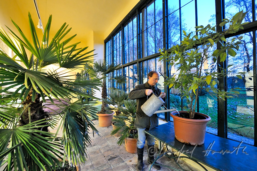 watering the plants in the orangery of Schloss Mühlbach
