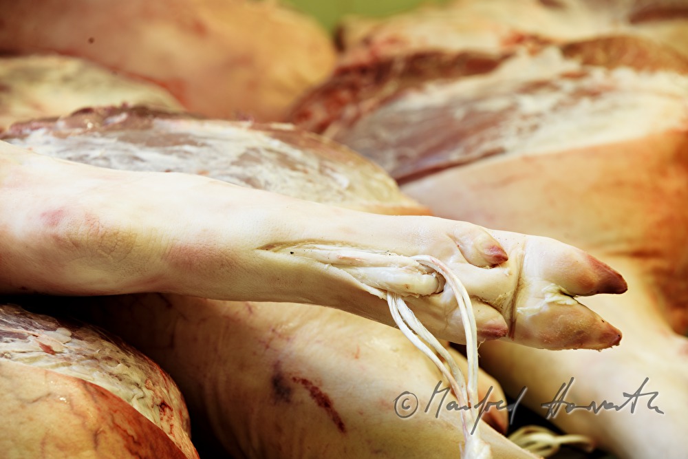 fresh legs of porks for making ham