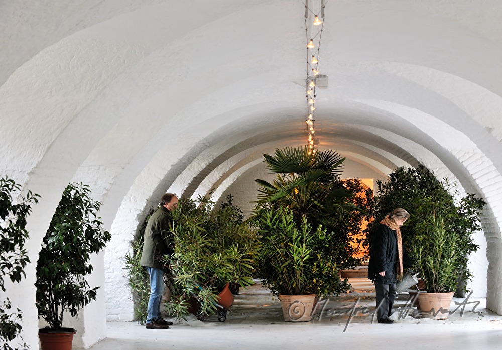 watering the plants in the orangery of Schloss Mühlbach