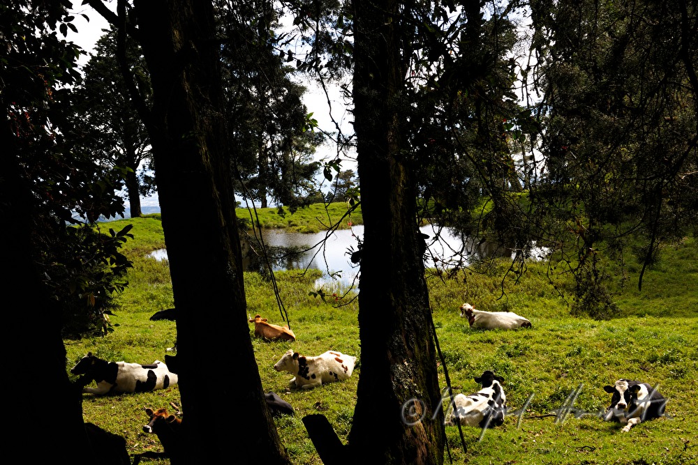 flock of cows on the meadow