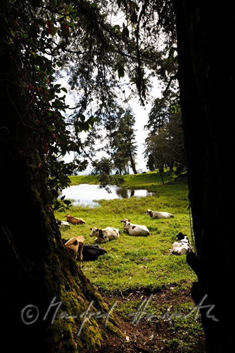 flock of cows on the meadow