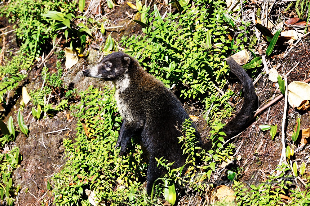 a nasua in the Esquinas Rainforest