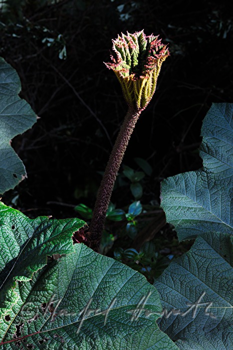 blossom of a Gunnera insignis (sun umbrella of the poor man)