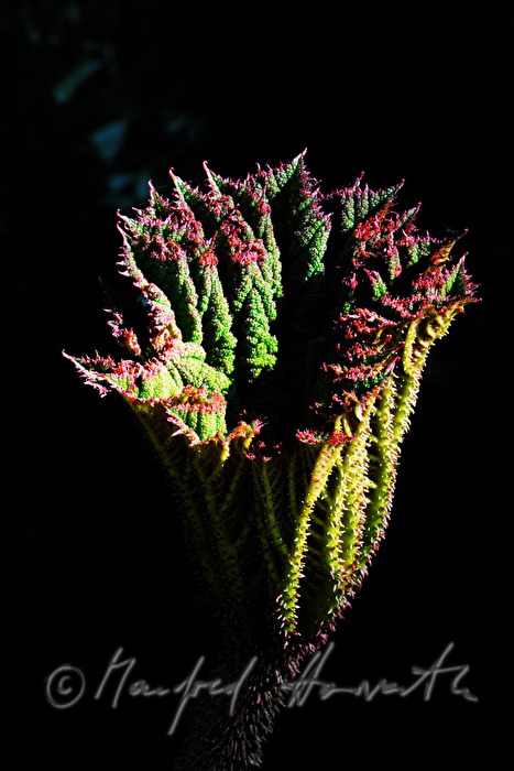 blossom of a Gunnera insignis (sun umbrella of the poor man)