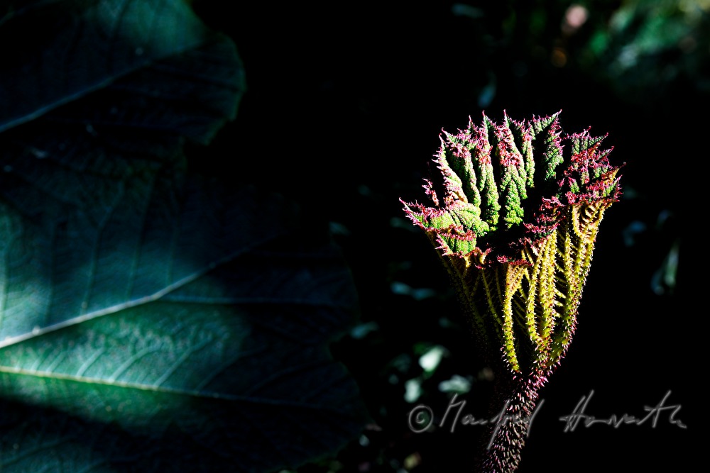 Gunnera insignis (sun umbrella of the poor man)