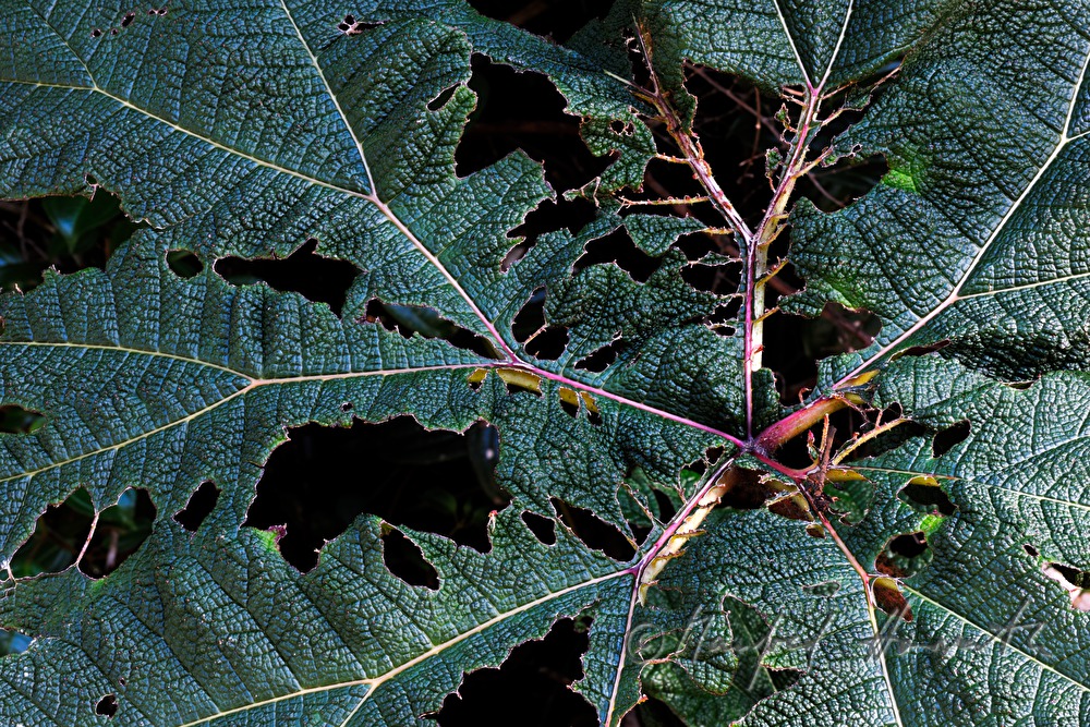 Gunnera insignis (sun umbrella of the poor man)