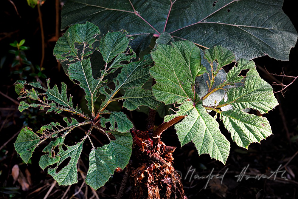 Gunnera insignis (sun umbrella of the poor man)