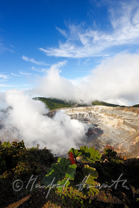 crater of Volcano Poás and a Gunnera insignis (sun umbrella of the poor man)