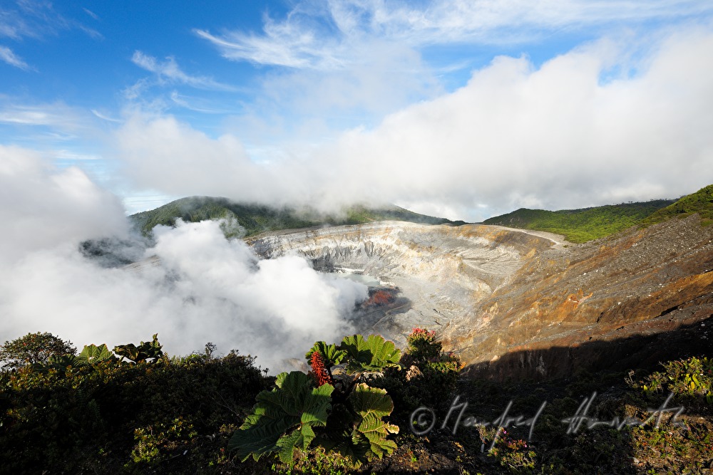 crater of Volcano Poás and a Gunnera insignis (sun umbrella of the poor man)