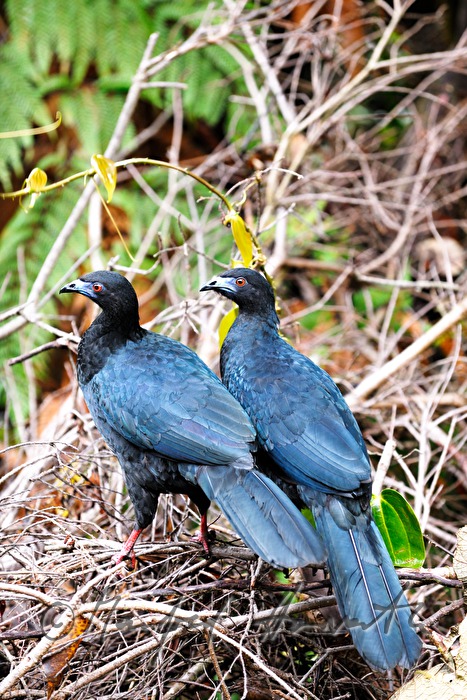 pair of Black Guan in the underbrush