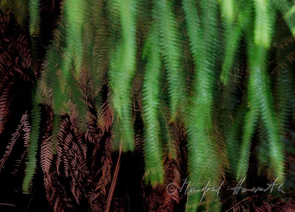 fern moving in the wind