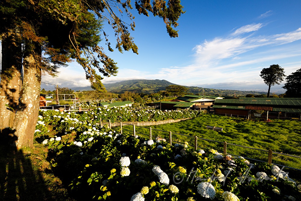 farm with sevenbark in the garden