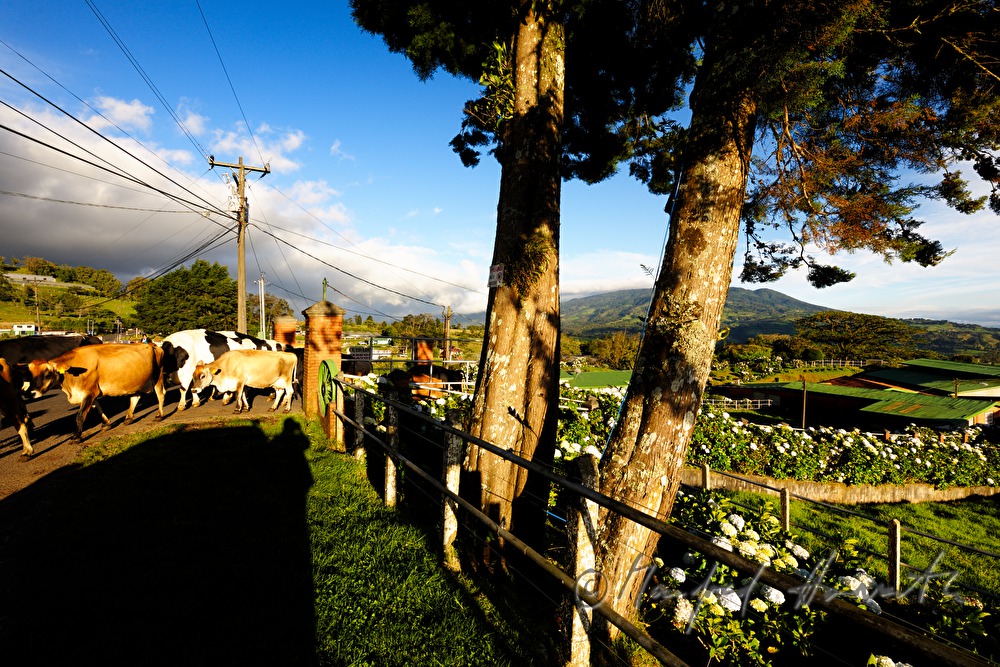 farm with sevenbark in the garden