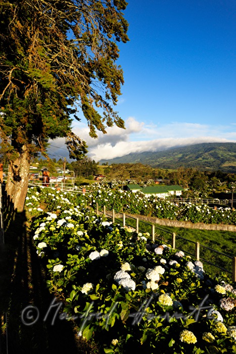 farm with sevenbark in the garden