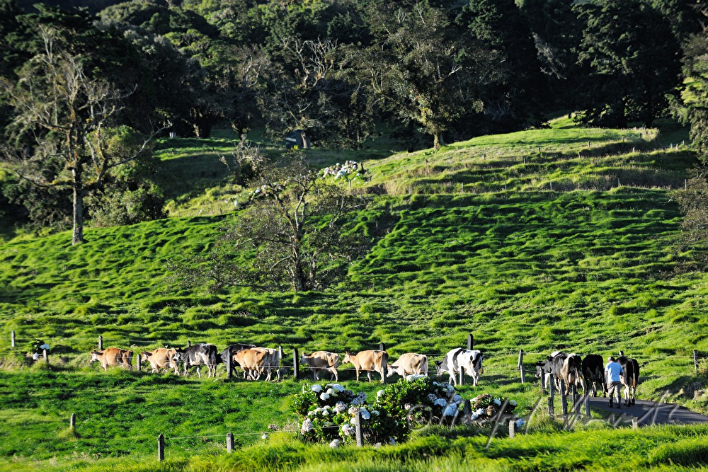 flock of cows on the meadow