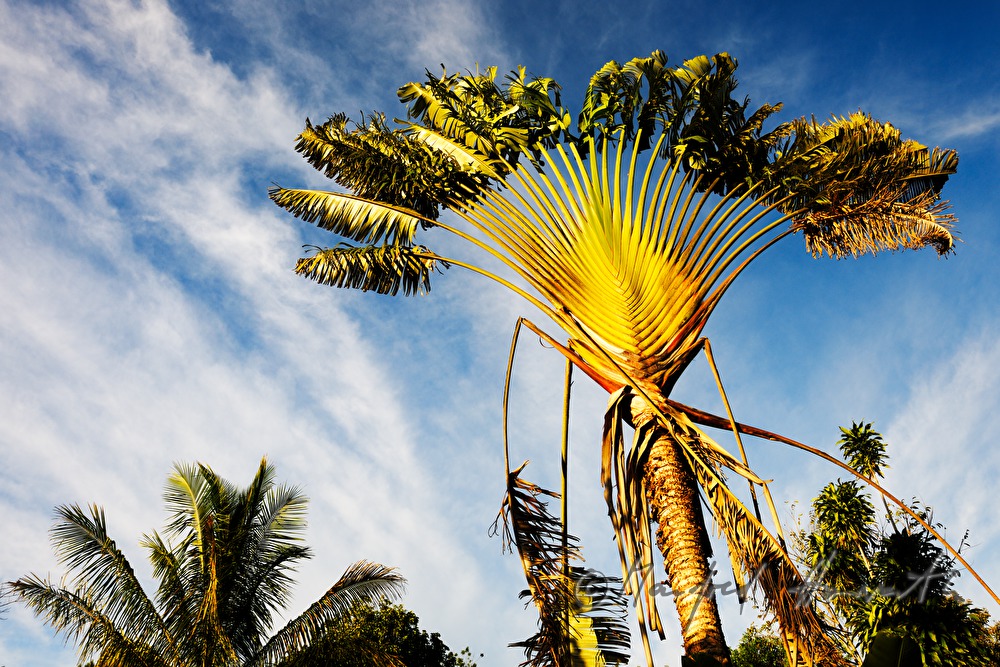Traveller's Palm in the garden of a private house