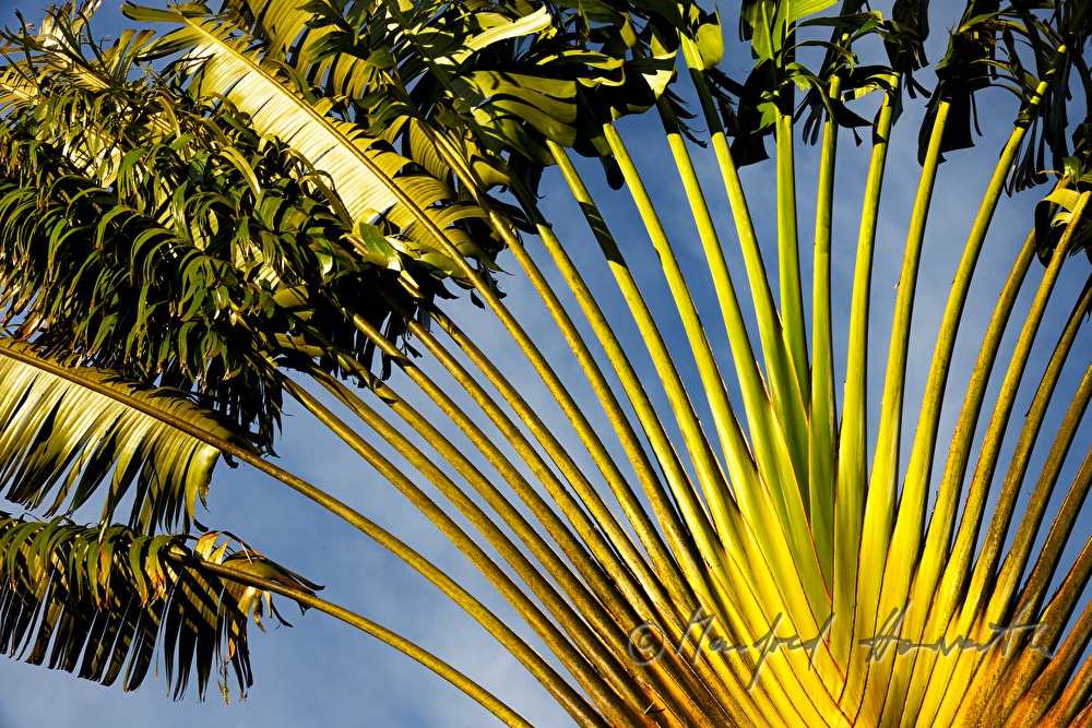 Traveller's Palm in the garden of a private house
