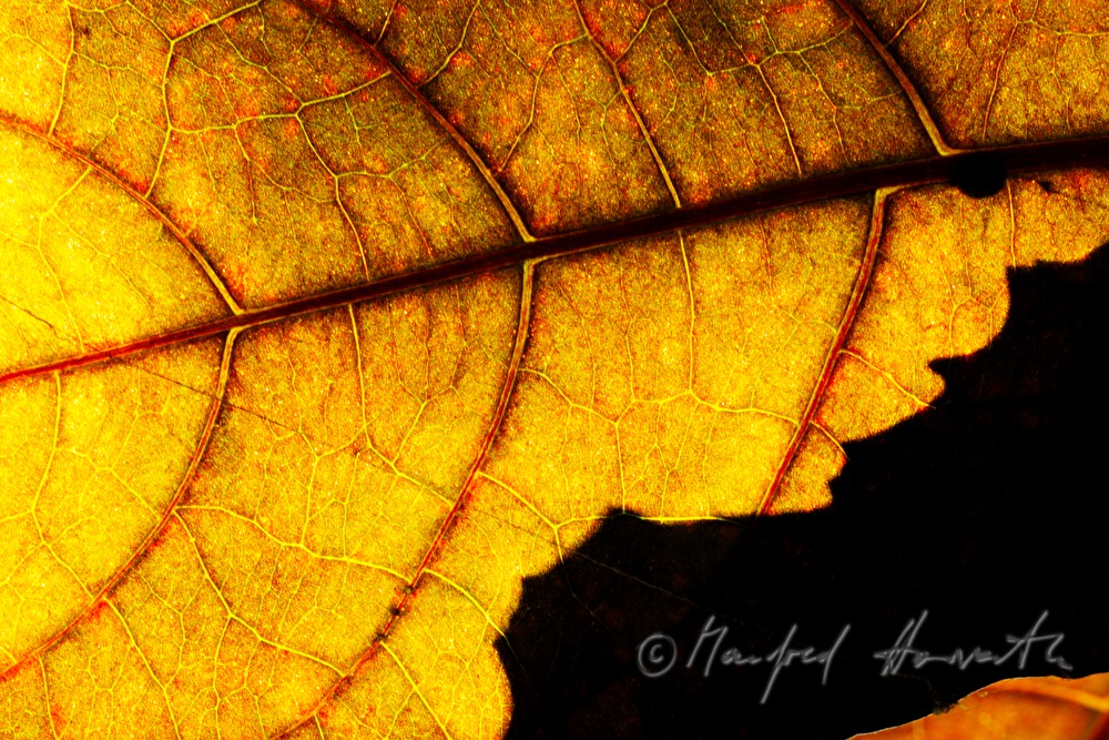 leafs of Croton