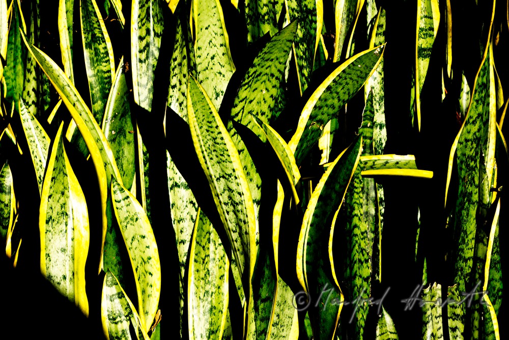 Sansevieria (snake plant)