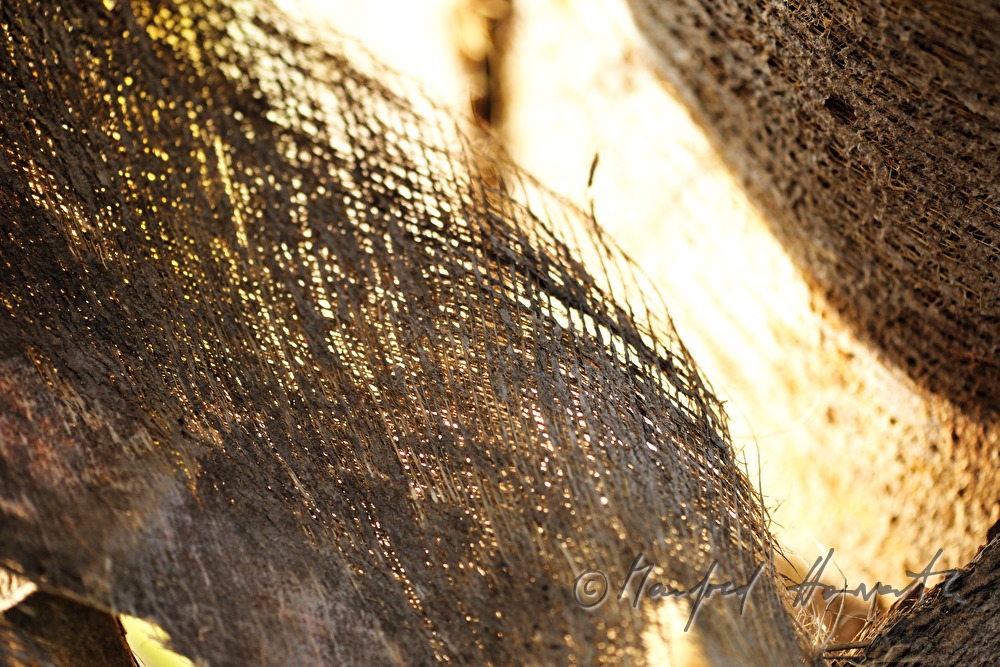 coconut fiber of a Chusan palm