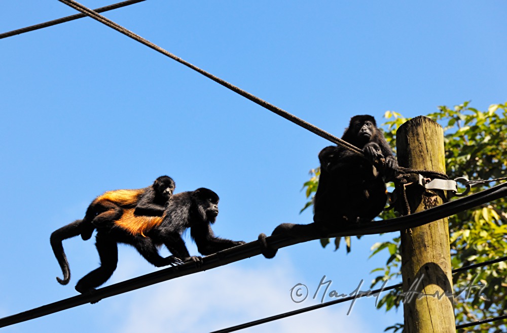 Mantled Howler Monkey on a power line