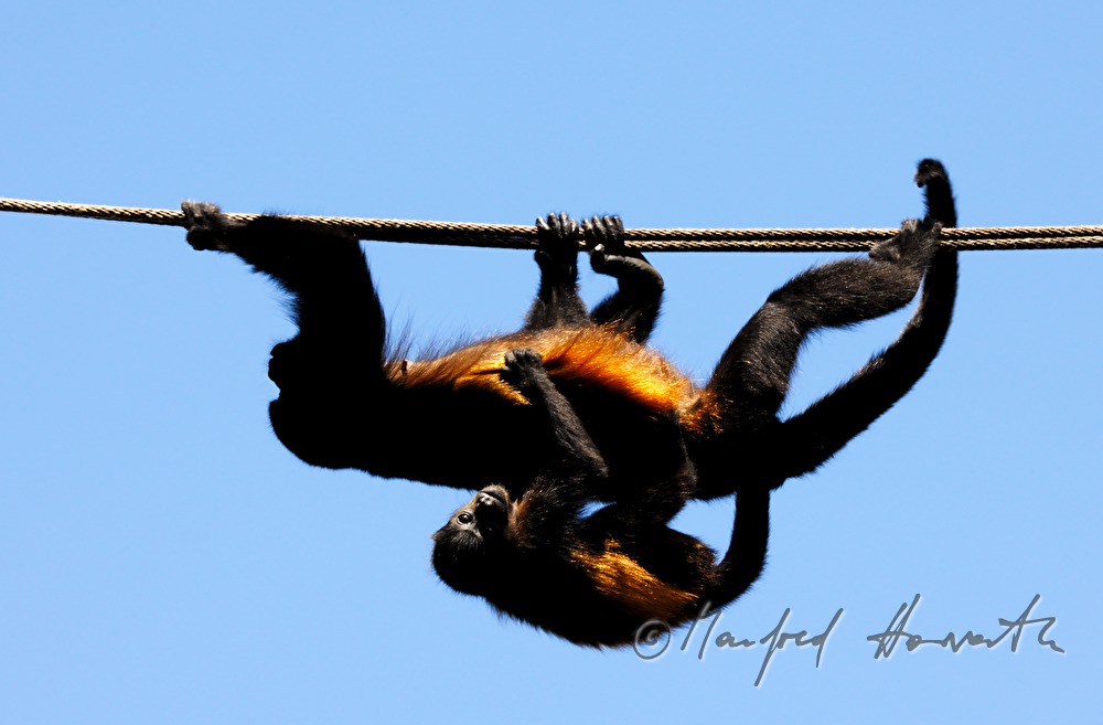 Mantled Howler Monkey on a power line