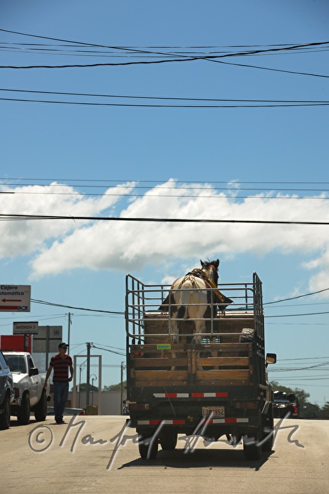 horse transport on a pickup in Tilaran