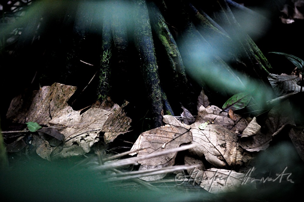 decayed leaves in the underscrub of the forest