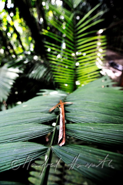 decayed leaf on a palm leaf