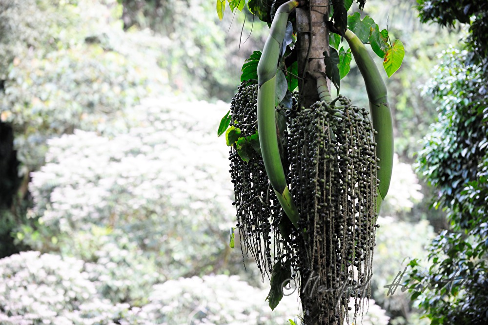 fruits of a 
