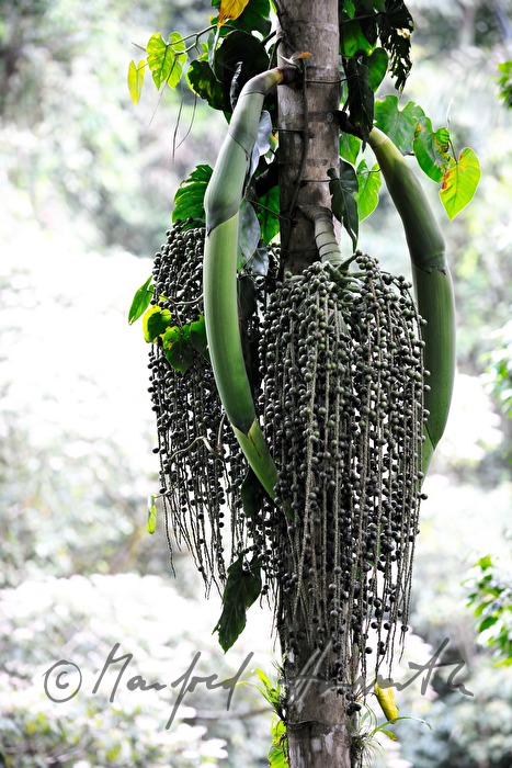 fruits of a 