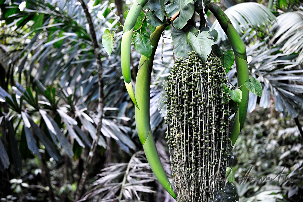 fruits of a 