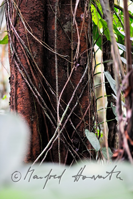 stem of a purple tree with roots climbing up