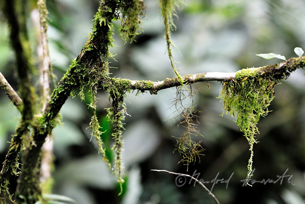 branches overgrown with lichen