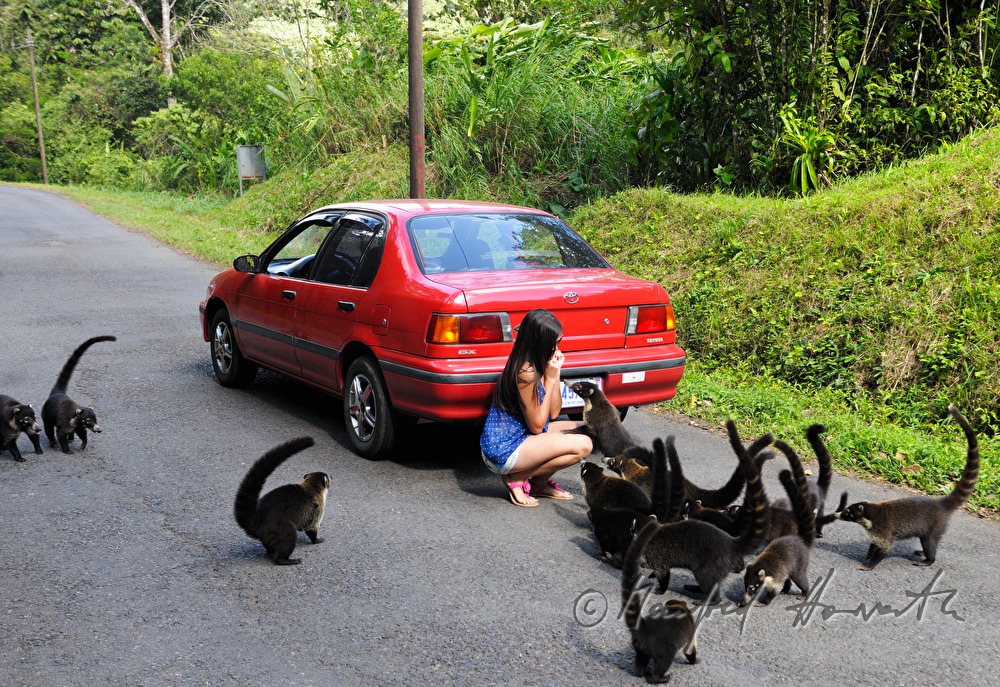 feeding of nasua in the wild