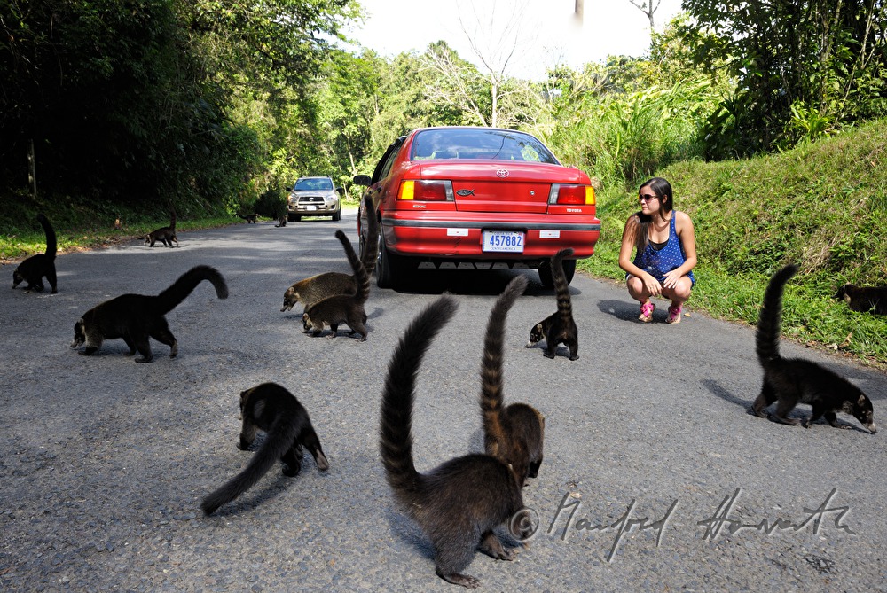 feeding of nasua in the wild
