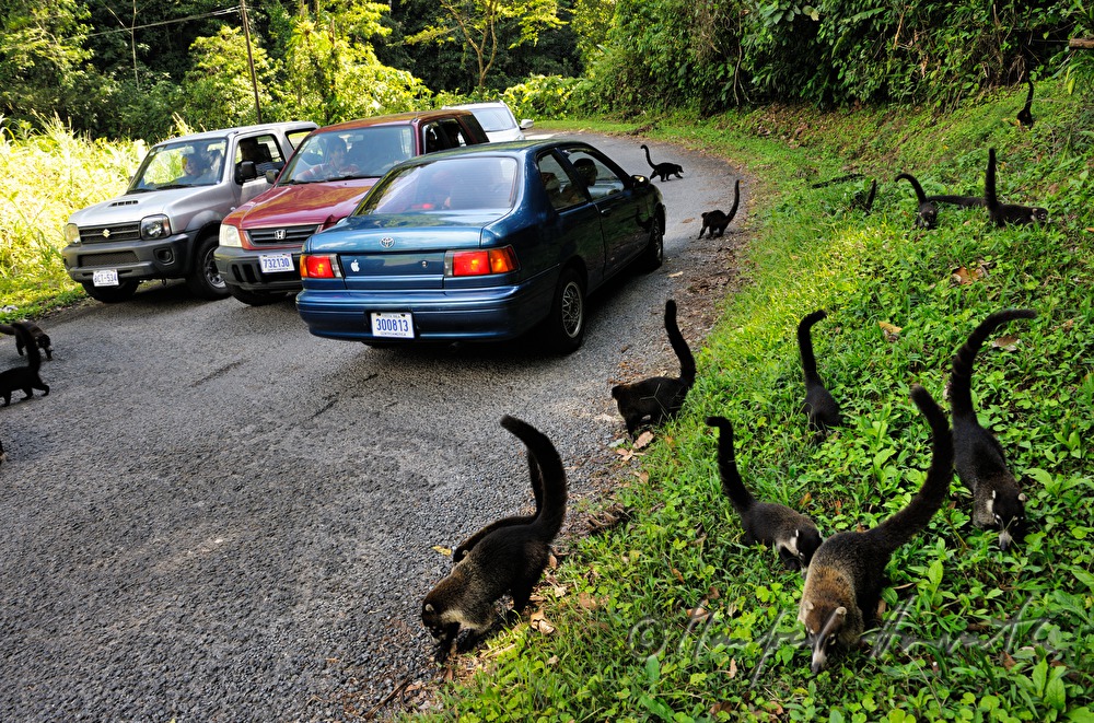 feeding of nasua in the wild