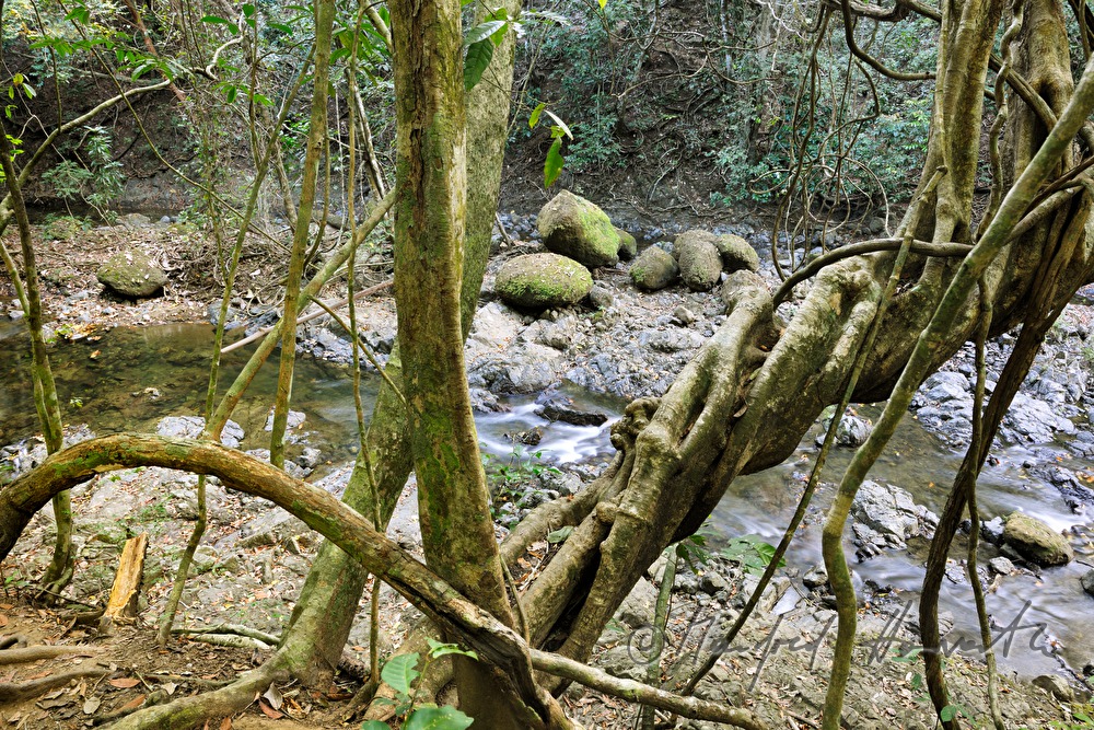 liana and riverbed near the waterfall Montezuma