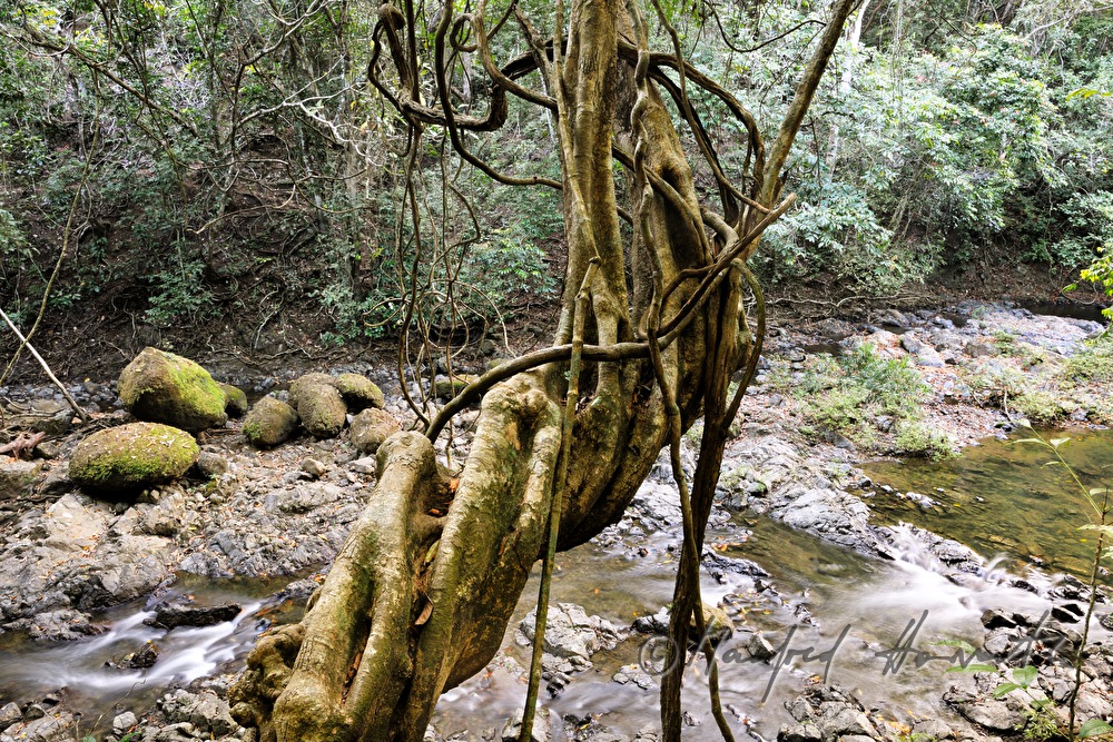 liana and riverbed near the waterfall Montezuma
