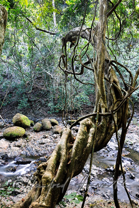 liana and riverbed near the waterfall Montezuma