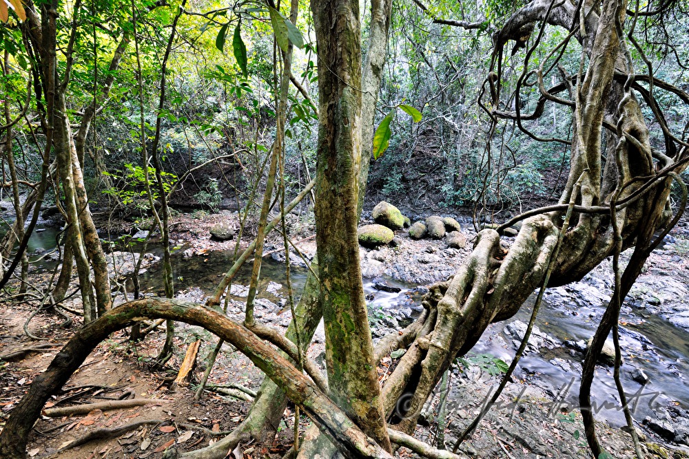 liana and riverbed near the waterfall Montezuma