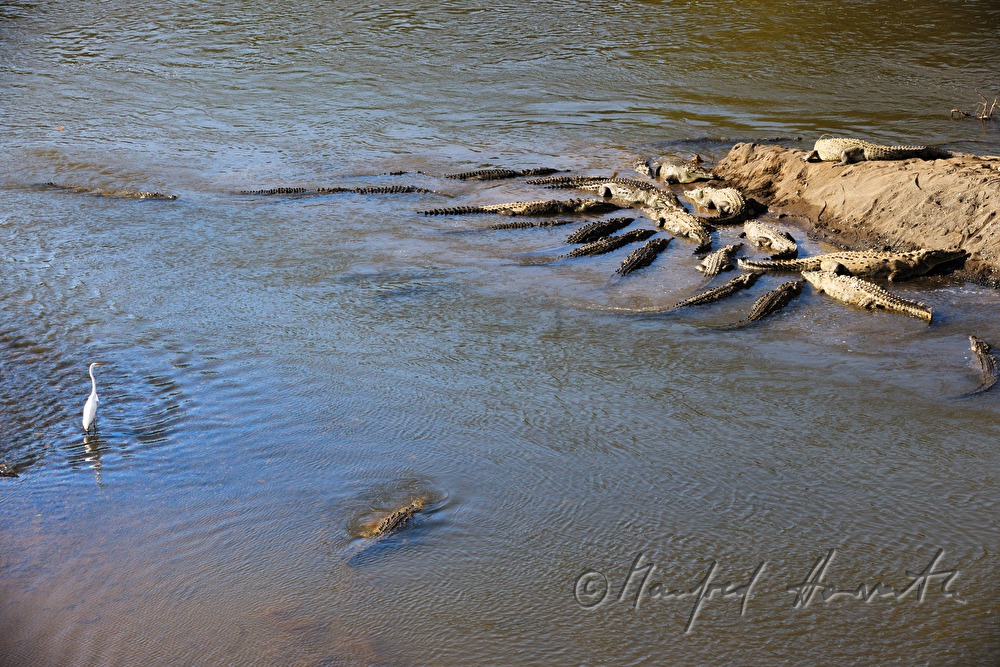 American crocodiles on the shore of Rio Tárcoles