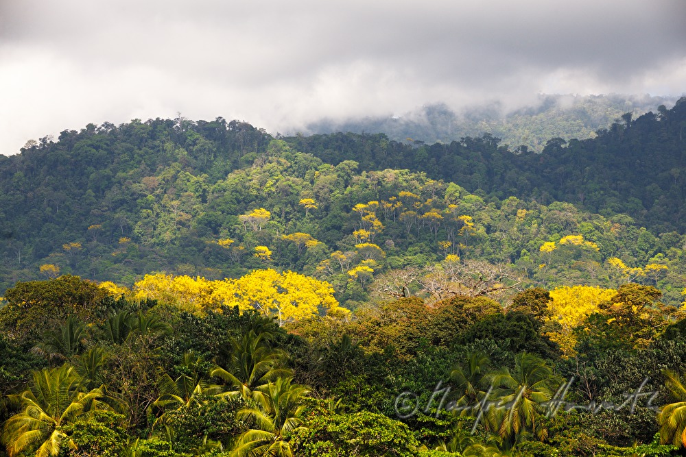 hilly rainforest on the Playa Cacao