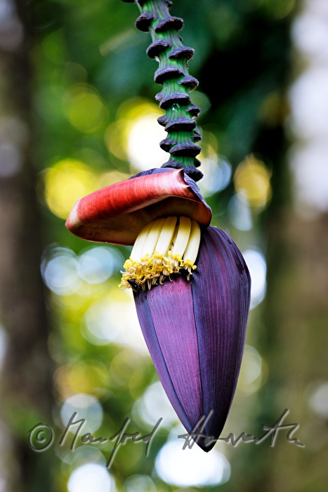 blossom of a banana tree