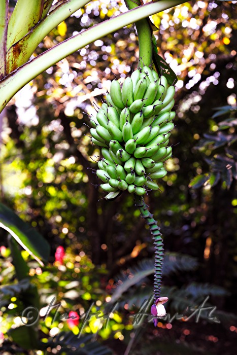 unripe green bananas and blossom