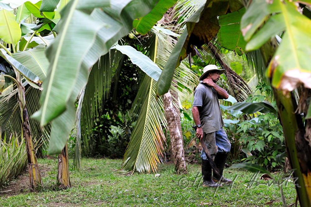 plantation worker with a machete