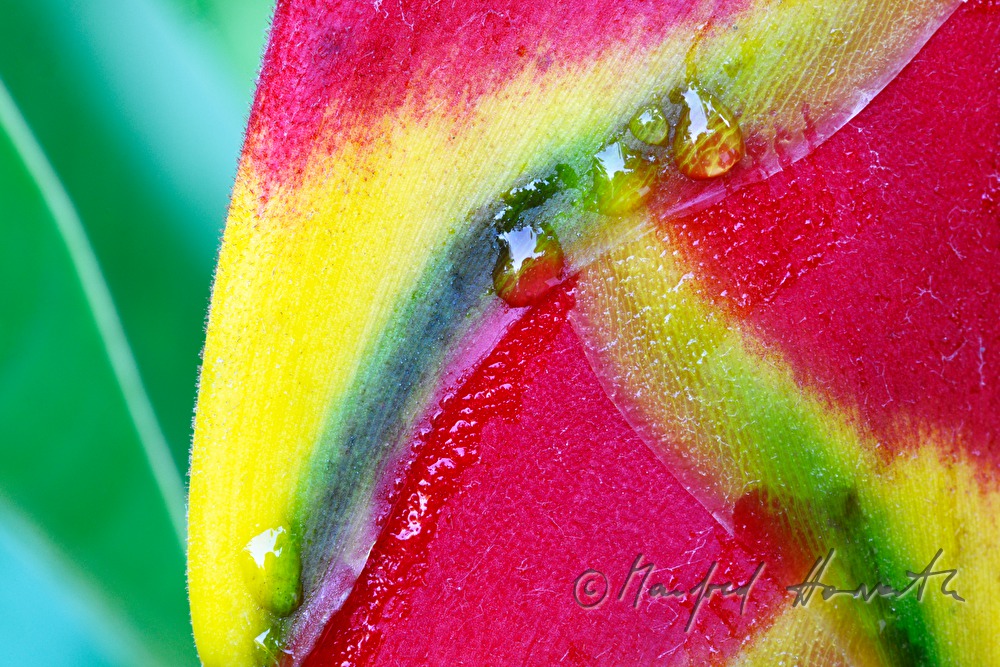 water drop on the blossom of a Heliconia