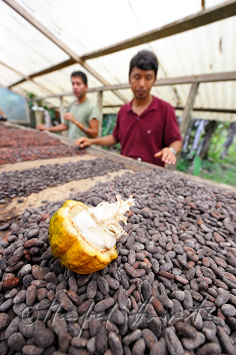 cut cocoa fruit and dried cocoa beans
